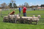 Robert_Hart_of_Trawalla_competes_in_the_Working_Dog_Competition_with_his_dog_Row.jpg