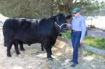 Jill_Furborough_from_Buchanan_Park_Welsh_Black_Cattle_at_Tynong_won_the_Best_Pair_of_Bulls_the_Best_Pair_of_Females_and_the_Best_Pair_of_Bull_and_Heiffer..jpg