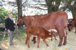 Bill_Harwood_of_Streatham_won_Supreme_Female_in_the_Cattle_competition_with_Hillview_Royal_Mary_who_has_twin_calves..jpg